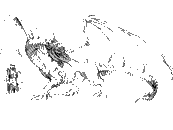 coloriage chevalier affrontant un dragon